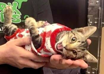 Rescue Domestic Short Hair Cats for Adoption in Park Hills, Kentucky - Linda | PetCurious