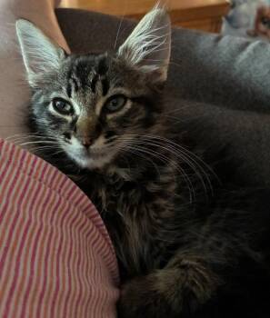 26-28 Bartholomew -  Domestic Medium Hair Cat for Adoption in St. Helens, Oregon - 26-28 Bartholomew | PetCurious