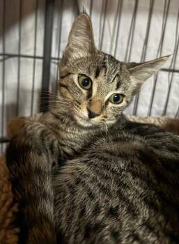 Catelope *IN FOSTER* -  Domestic Short Hair Cat for Adoption in South Bend, Indiana - Catelope *IN FOSTER* | PetCurious