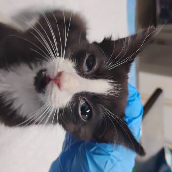 Rescue Domestic Short Hair Cats for Adoption in Summerville, South Carolina - Mitsy | PetCurious