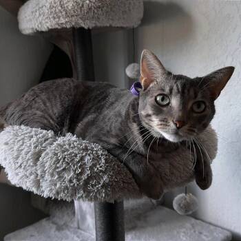 Groot -  Domestic Short Hair Cat for Adoption in Pinellas Park, Florida - Groot | PetCurious
