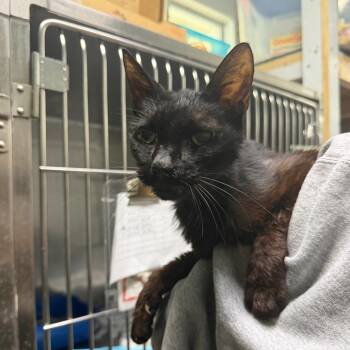 Wednesday -  Domestic Short Hair Cat for Adoption in Summerville, South Carolina - Wednesday | PetCurious