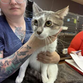 Menelaus -  Domestic Short Hair Cat for Adoption in Madison, Wisconsin - Menelaus | PetCurious