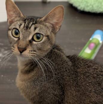 Rescue Domestic Short Hair Cats for Adoption in Sherwood, Oregon - Mary | PetCurious