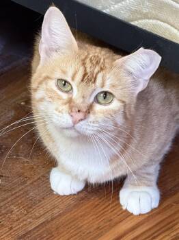 Rescue Domestic Short Hair Cats for Adoption in New York, New York - Lola | PetCurious