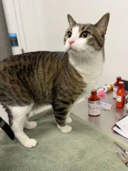 BonBon -  Domestic Medium Hair Cat for Adoption in Kansas City, Missouri - BonBon | PetCurious