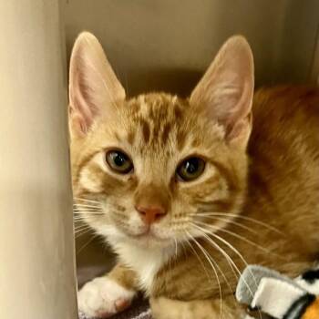 The Worm -  Domestic Short Hair Cat for Adoption in Walnut Creek, California - The Worm | PetCurious