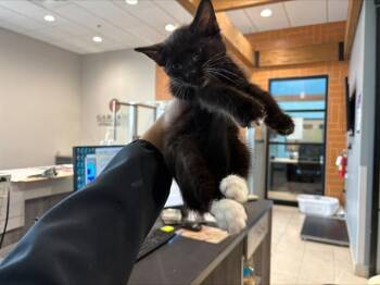 HANNAH -  Domestic Short Hair Cat for Adoption in Rowlett, Texas - HANNAH | PetCurious