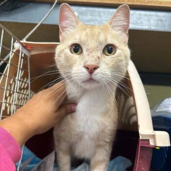 Wilbur -  Domestic Short Hair Cat for Adoption in Woodbury, New Jersey - Wilbur | PetCurious