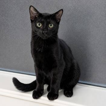 Bug -  Domestic Short Hair Cat for Adoption in Houston, Texas - Bug | PetCurious