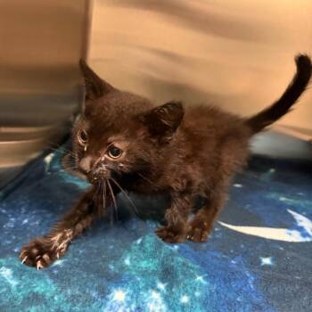 Rocco -  Domestic Short Hair Cat for Adoption in Columbus, Georgia - Rocco | PetCurious