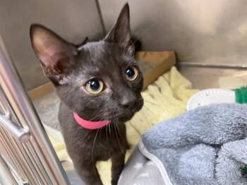 Rescue Domestic Short Hair Cats for Adoption in Fort Wayne, Indiana - WILLOW | PetCurious