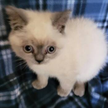 Limoncello -  British Shorthair Cat for Adoption in South Elgin, Illinois - Limoncello | PetCurious