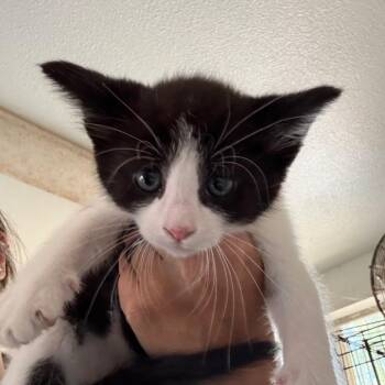 Donnie -  Domestic Short Hair Cat for Adoption in Yucaipa, California - Donnie | PetCurious