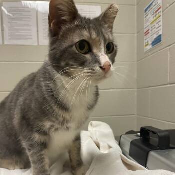 Cheyenne -  Domestic Short Hair Cat for Adoption in Bristol, Indiana - Cheyenne | PetCurious