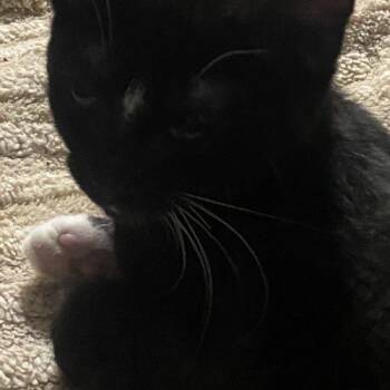 Spark -  Domestic Short Hair Cat for Adoption in Seven Valleys, Pennsylvania - Spark | PetCurious