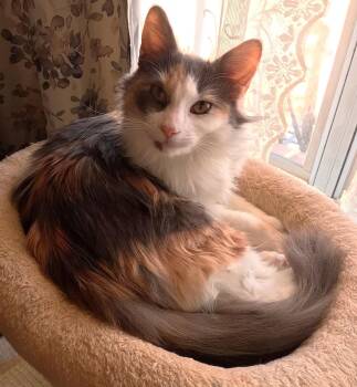 Dilute Calico Cats Available for Adoption - Glamour | PetCurious