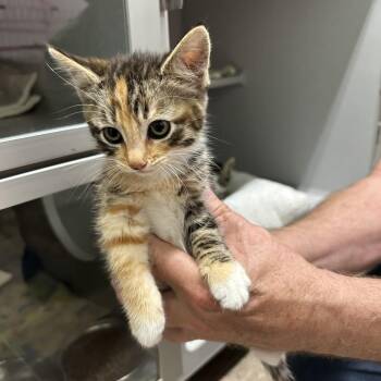 Rita (Orange) -  Domestic Short Hair Cat for Adoption in Priest River, Idaho - Rita (Orange) | PetCurious