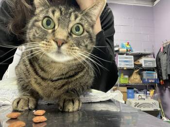 Domestic Short Hair Cats Available for Adoption in Ferndale, Michigan - Lunabelle | PetCurious