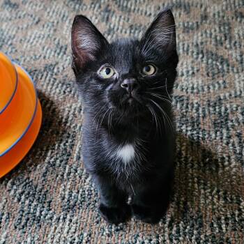 Rescue Domestic Short Hair Cats for Adoption in Chicago, Illinois - Halo | PetCurious