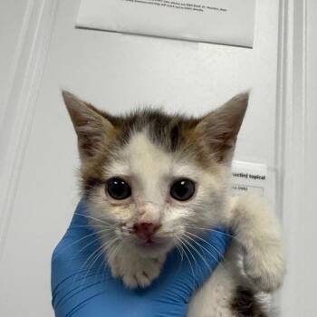Griffen -  Domestic Short Hair Cat for Adoption in Greenville, South Carolina - Griffen | PetCurious