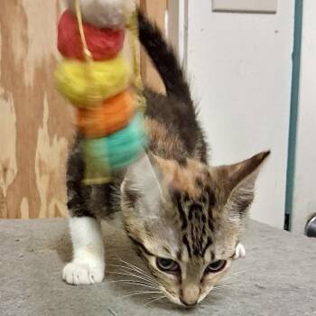 Jaheira -  Domestic Short Hair Cat for Adoption in Denison, Texas - Jaheira | PetCurious