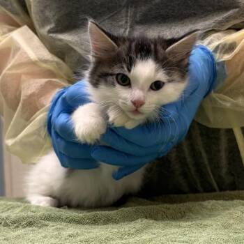 Banana -  Domestic Medium Hair Cat for Adoption in Murray, Utah - Banana | PetCurious