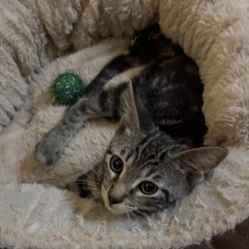 Luigi -  Domestic Short Hair Cat for Adoption in Buffalo, New York - Luigi | PetCurious