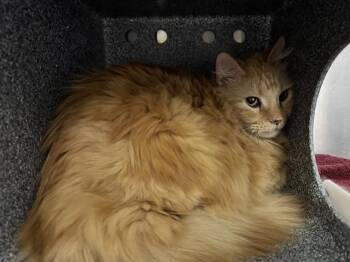 Domestic Long Hair Cats Available for Adoption in Pueblo, Colorado - OWEN IN THE BARN | PetCurious