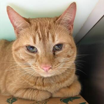 Little John -  Domestic Short Hair Cat Available for Adoption in Fairport, New York - Little John | PetCurious