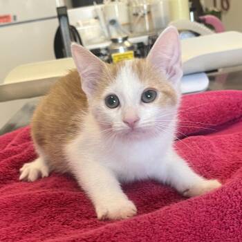 Skipper -  Domestic Short Hair Cat for Adoption in Oak Brook, Illinois - Skipper | PetCurious