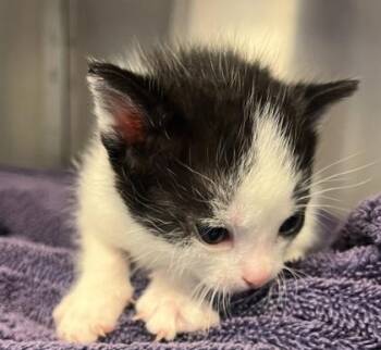 Eponine -  Domestic Short Hair Cat for Adoption in Roseville, California - Eponine | PetCurious