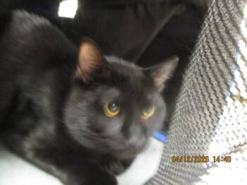 Domestic Short Hair Cats Available for Adoption in Marietta, Georgia - Moon(661) | PetCurious