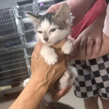 Kiwi -  Domestic Short Hair Cat Available for Adoption in Starkville, Mississippi - Kiwi | PetCurious