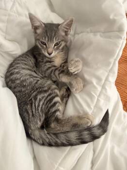 Tony -  Domestic Short Hair Cat for Adoption in Colorado Springs, Colorado - Tony | PetCurious