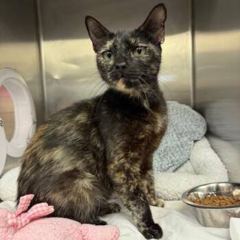 Domestic Short Hair Cats Available for Adoption in Los Angeles, California - Spotty | PetCurious