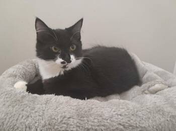 Martina -  Domestic Long Hair Cat for Adoption in Export, Pennsylvania - Martina | PetCurious