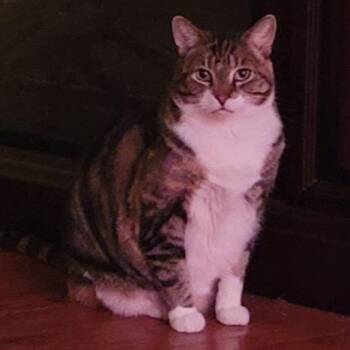 Domestic Short Hair Cats Available for Adoption in Philadelphia, Pennsylvania - Justice | PetCurious