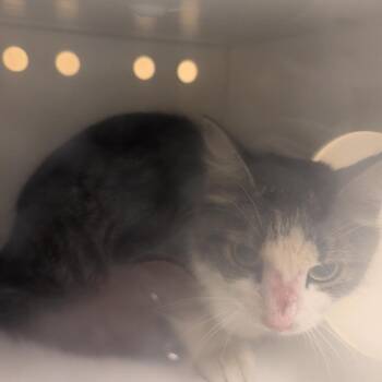 Giraffe -  Domestic Medium Hair Cat for Adoption in Baltimore, Maryland - Giraffe | PetCurious