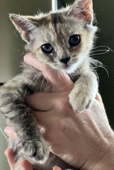 Rescue Dilute Tortoiseshell Cats for Adoption in Palm Desert, California - Park | PetCurious