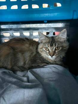 Netflix -  Domestic Medium Hair Cat for Adoption in Newnan, Georgia - Netflix | PetCurious