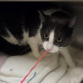Jojo -  Domestic Short Hair Cat for Adoption in Westland, Michigan - Jojo | PetCurious