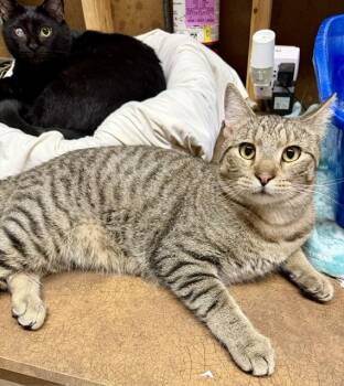 Domestic Short Hair Cats Available for Adoption in Lake Ozark, Missouri - NASH | PetCurious