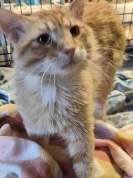 Elmer -  Domestic Long Hair Cat for Adoption in St. Peters, Missouri - Elmer | PetCurious