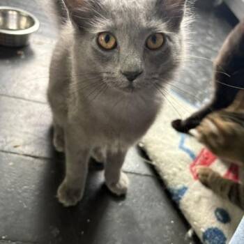 Albert Einstein -  Domestic Medium Hair Cat for Adoption in Hudsonville, Michigan - Albert Einstein | PetCurious