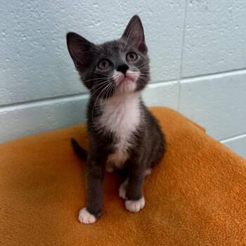 Doogan -  Domestic Short Hair and Mixed Breed Cat for Adoption in Spruce Pine, North Carolina - Doogan | PetCurious