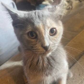 Rescue Domestic Short Hair Cats for Adoption in Lynchburg, Virginia - Alice | PetCurious