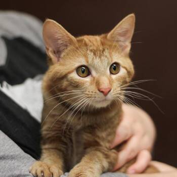 Domestic Short Hair Cats Available for Adoption - Milan | PetCurious