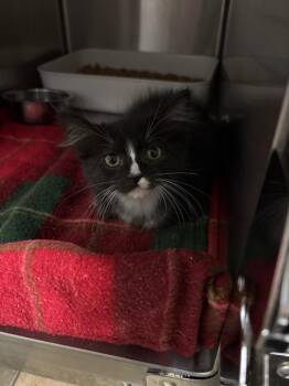 Ryuk -  Domestic Short Hair Cat for Adoption in Ocala, Florida - Ryuk | PetCurious
