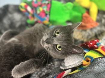 Glaceon -  Domestic Short Hair Cat for Adoption in New Orleans, Louisiana - Glaceon | PetCurious